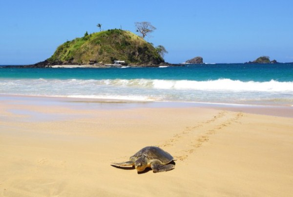 save turtle